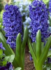 Blue Jacket Sümbül - Saksıda