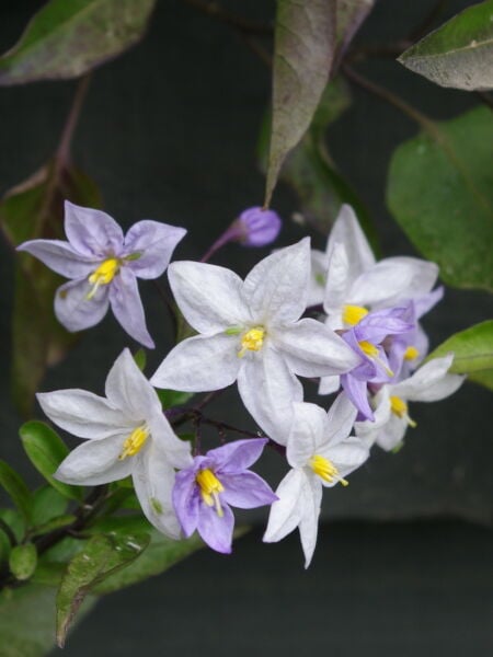 Solanum Lila-Beyaz Renk 50-70 cm-Şili Patates Asması Çiçeği