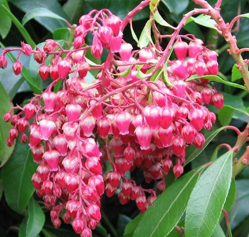 Japon Lavanta Fundası Pieris Japonica Mountain Fire 10-15 cm