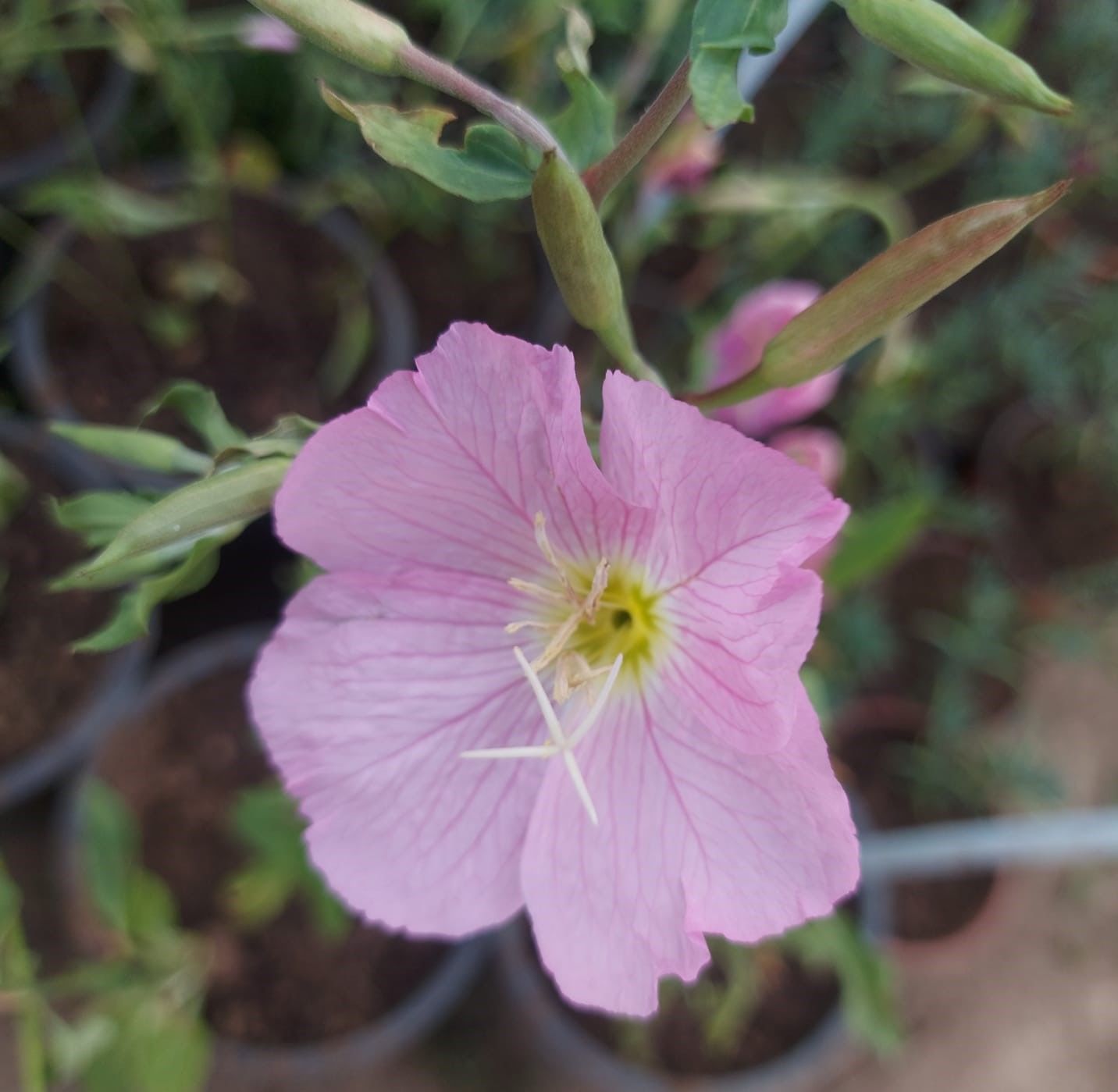 Pembe Ezan Çiçeği fidesi Oenothera Speiosa Evening Primrose 20 cm