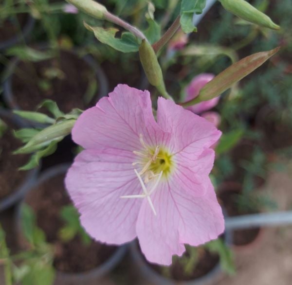 Pembe Ezan Çiçeği fidesi Oenothera Speiosa Evening Primrose 20 cm