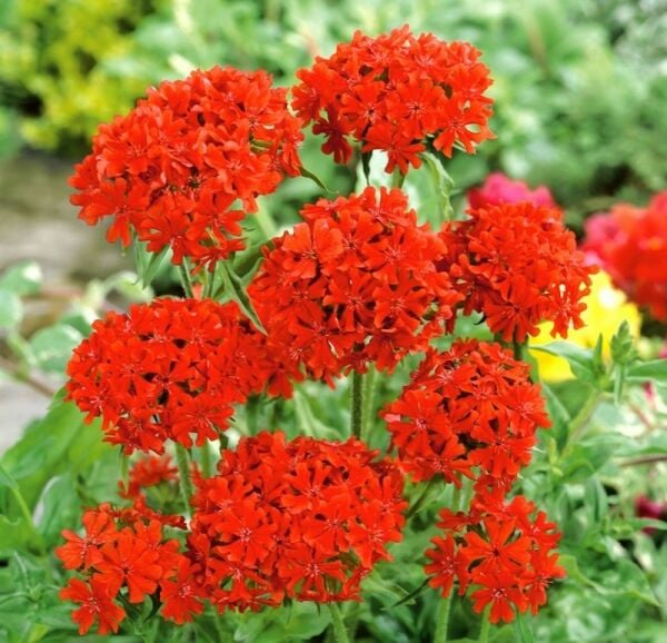 Lychnis -Tatar Sabunu Çiçeği 10-20 cm
