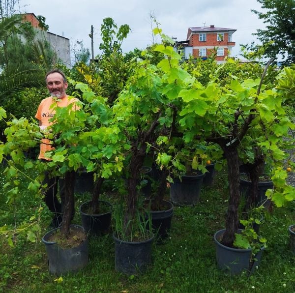 Tokat narince Üzüm Fidanı 15 Yaş-Gövde Çevresi 25-35 cm