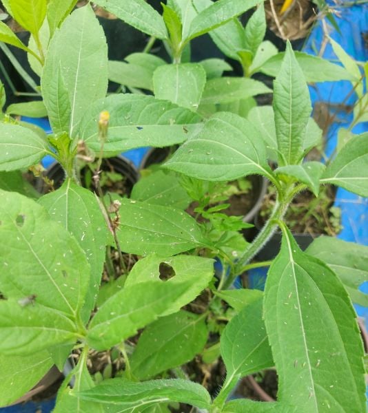 Yer Elması Helianthus Tuberosus Fidanı