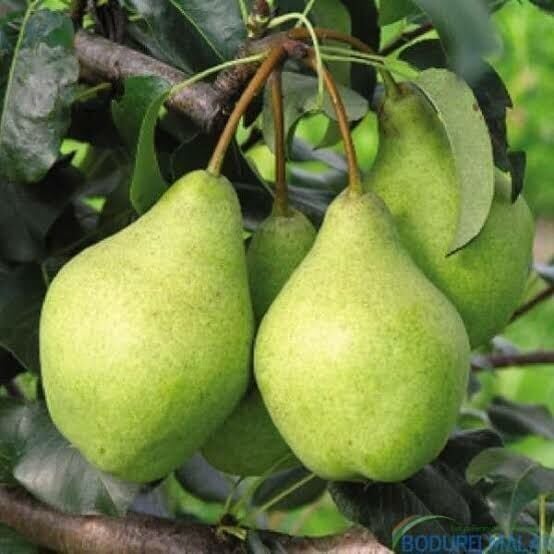 Akça Armut Fidanı 180-200 cm-7 Yaş