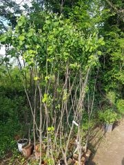Cengiz Bey 1 Kırmızı Ayva Fidanı 4-5 Yaş 200-230 cm