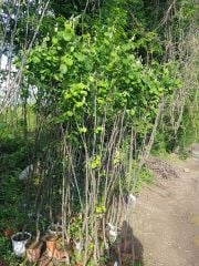 Cengiz Bey 1 Kırmızı Ayva Fidanı 4-5 Yaş 200-230 cm