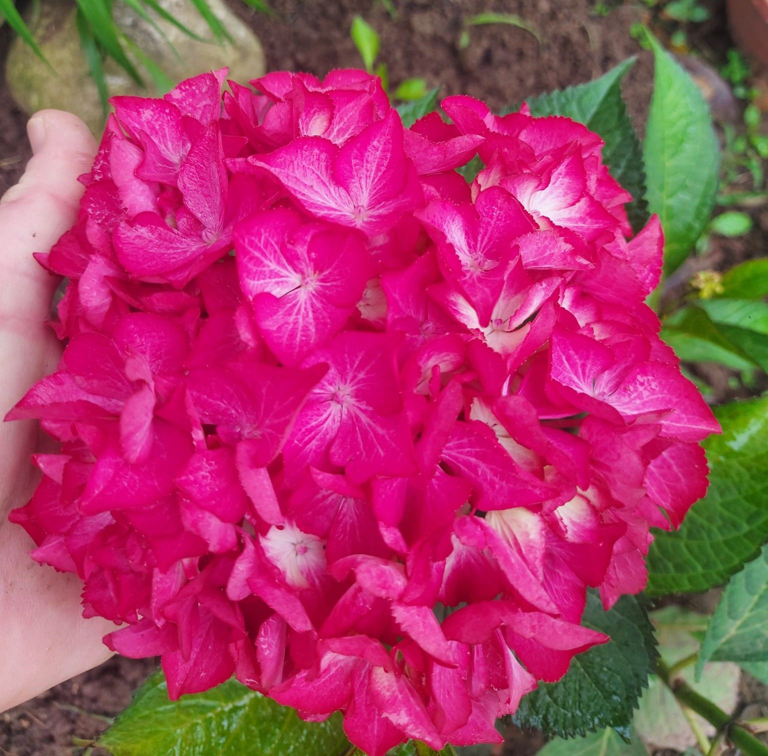 Hydrangea Macrophylla Julisa-Bordo Yapraklı-Dev Kırmızı Çiçekli Ortanca Fidanı