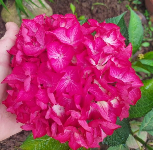 Hydrangea Macrophylla Julisa-Bordo Yapraklı-Dev Kırmızı Çiçekli Ortanca Fidanı