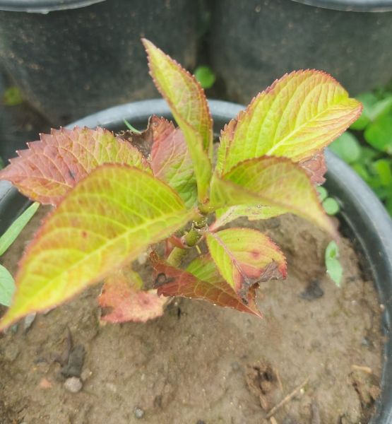 Hydrangea Macrophylla Julisa-Bordo Yapraklı-Dev Kırmızı Çiçekli Ortanca Fidanı