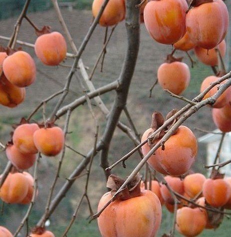 Trabzon Hurması ( Fuyu-Dalından Koparılıp Yenilen Çeşit)-Tüplü