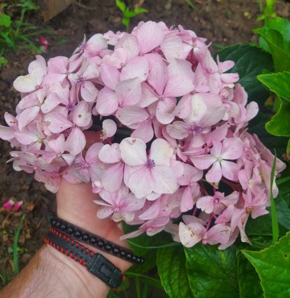 Hydrangea Arborescens Pink Annabelle Ortanca Fidanı