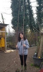 Trabzon Hurması ( Fuyu-Dalından Koparılıp Yenilen Çeşit)-Tüplü