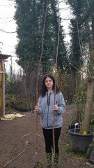 Trabzon Hurması ( Fuyu-Dalından Koparılıp Yenilen Çeşit)-Tüplü