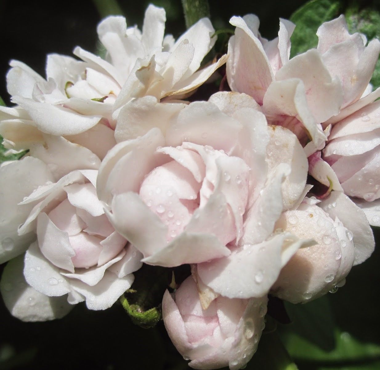 Arap Fulü Fidanı Clerodendrum Fragrans