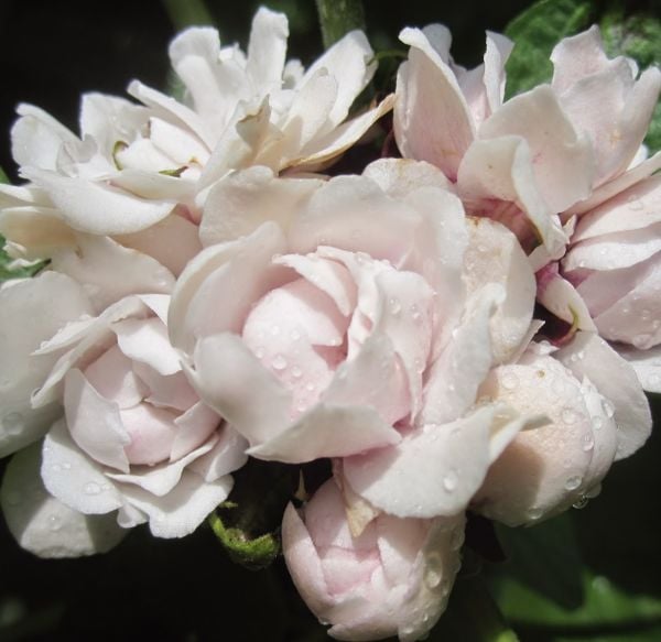 Arap Fulü Fidanı Clerodendrum Fragrans