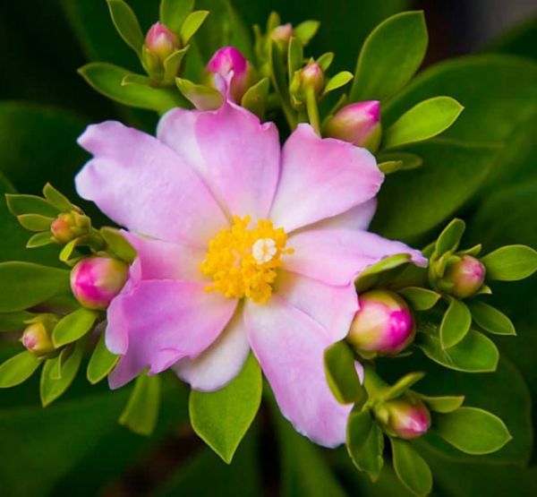 Pereskia Grandifolia (Gül Kaktüsü) 15 cm