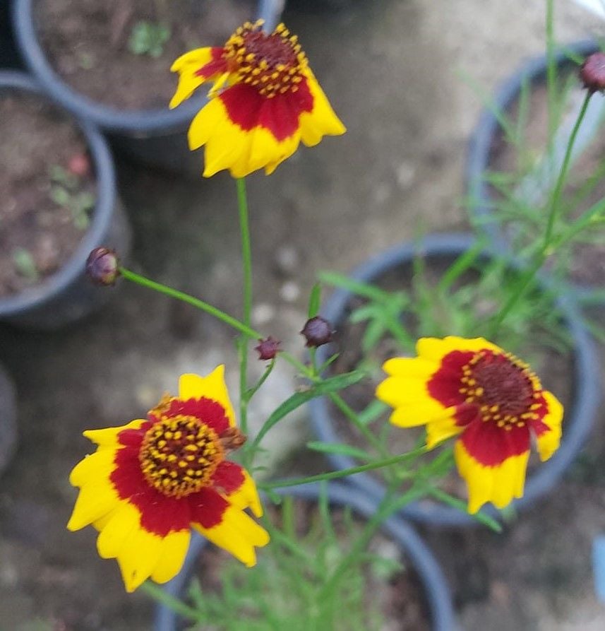 Meksika Şapkası Ratibida Columnifera Fidanı