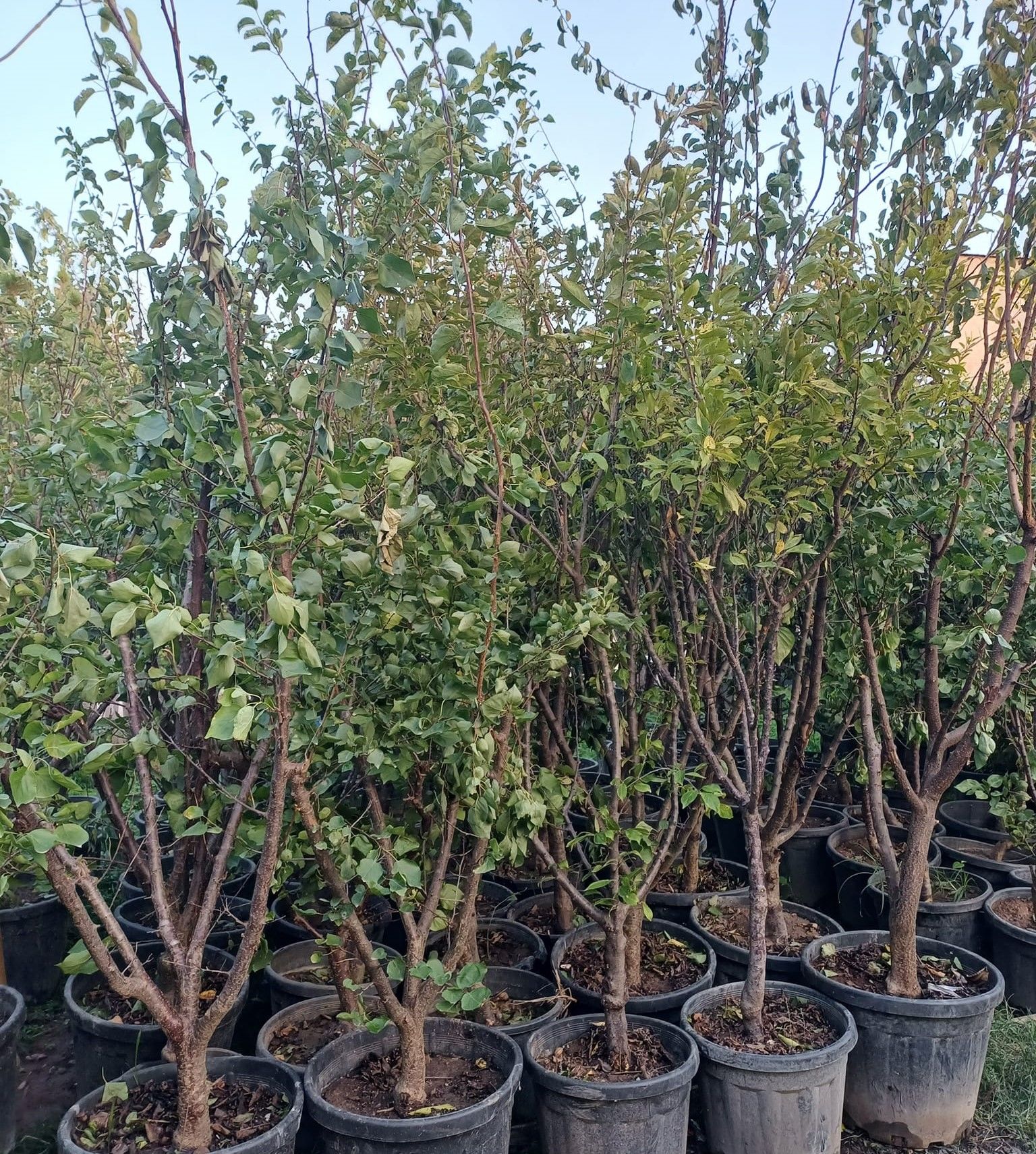 Kayısı Fidanı- 15 Yaş, 230-280 cm-Gövde Çevresi  16-24 cm