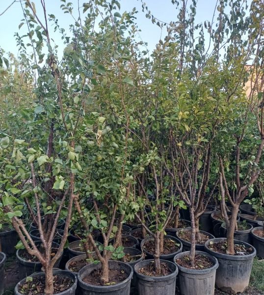 Kayısı Fidanı- 15 Yaş, 230-280 cm-Gövde Çevresi  16-24 cm