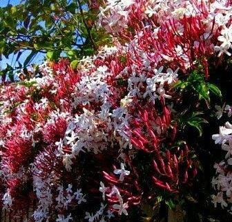 Çin Yasemini-Pembe Tomurcuklu Kış Yasemini 40-60 cm-Jasminum Polyanthum