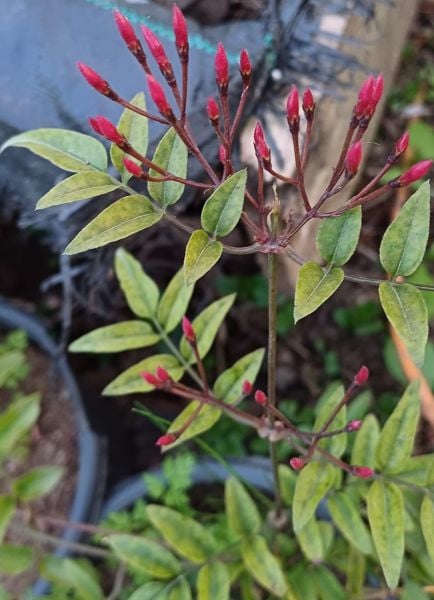 Çin Yasemini-Pembe Tomurcuklu Kış Yasemini 40-60 cm-Jasminum Polyanthum
