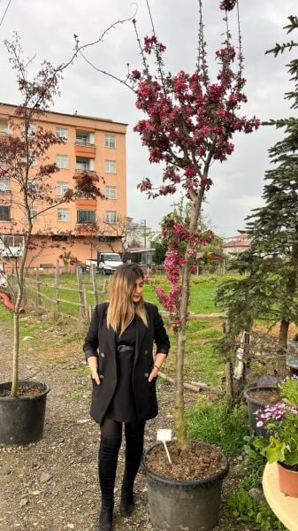 Süs Elması Fidanı 350 cm-Bol Çiçekli-Gövde Çapı 14-20 cm