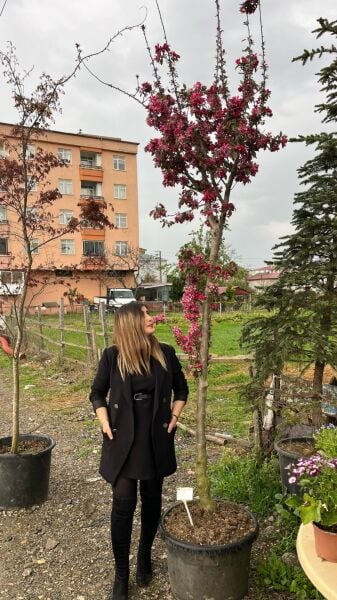 Süs Elması Fidanı 350 cm-Bol Çiçekli-Gövde Çapı 14-20 cm