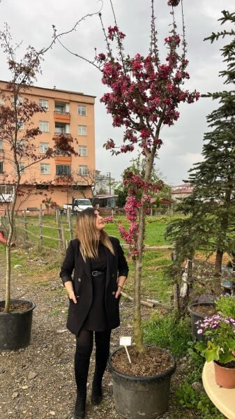 Süs Elması Fidanı 350 cm-Bol Çiçekli-Gövde Çapı 14-20 cm