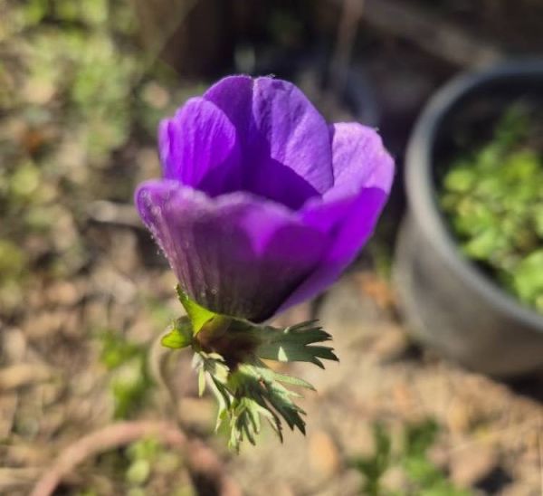 Anemon Çiçeği  Lila Renkli Anemon Fidanı Sağlıklı Canlı Bitki