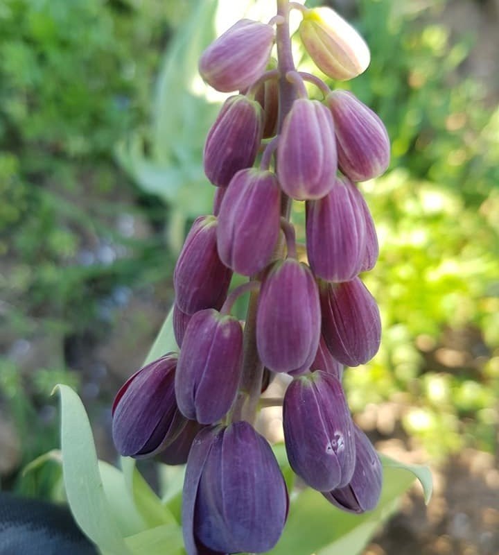 Fritillaria Persica ( Adıyaman Ters Lale Bitkisi 1 Adet Anaç Soğan)