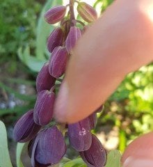 Fritillaria Persica ( Adıyaman Ters Lale Bitkisi 1 Adet Anaç Soğan)