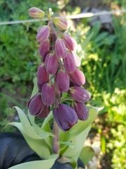 Fritillaria Persica ( Adıyaman Ters Lale Bitkisi 1 Adet Anaç Soğan)