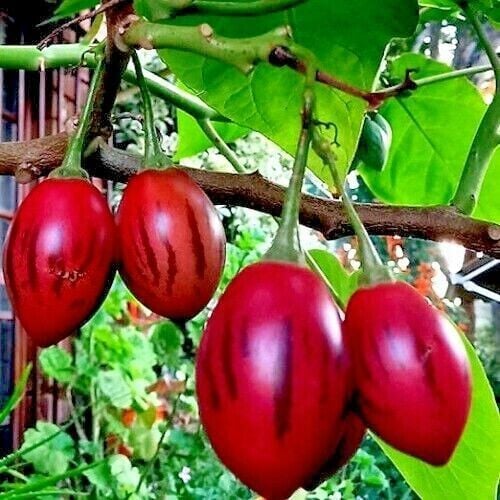 Tamarillo (Solanum Betaceum) (Ağaç Domatesi) Fidanı 120 cm-Meyveli