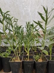 Fritillaria Persica ( Adıyaman Ters Lale Bitkisi 1 Adet Anaç Soğan)