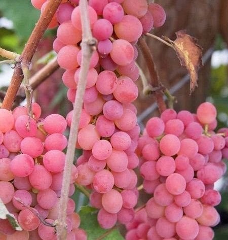 Pembe Çekirdeksiz Üzüm Fidanı 300 cm-Çember