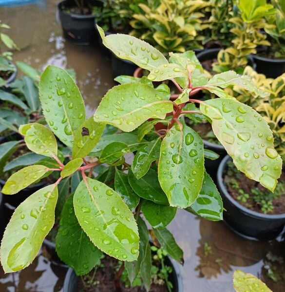 Arbutus Andrachne (Sandal Ağacı) Fidanı 40-60 cm