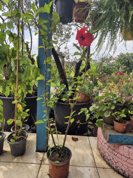 Çin Gülü- Japon Gülü Hibiscus Rosa-Sinensis Kırmızı