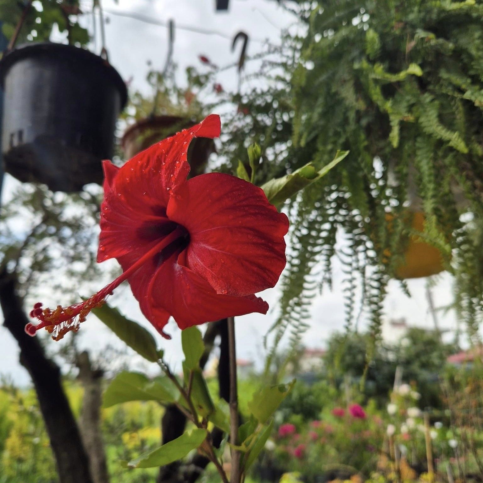 Çin Gülü- Japon Gülü Hibiscus Rosa-Sinensis Kırmızı