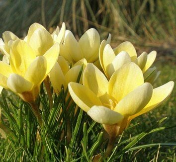Crocus Chrysanthus 'Romance' Romantik Kar Çiğdemi Saksı içinde 1 Adet canlı Soğan