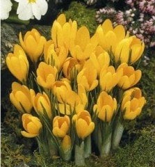 Crocus Chrysanthus 'Romance' Romantik Kar Çiğdemi Saksı içinde 1 Adet canlı Soğan
