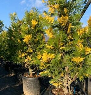 Kaliforniya Su Sediri Fidanı Aşılı Libocedrus Decurrens 100 cm
