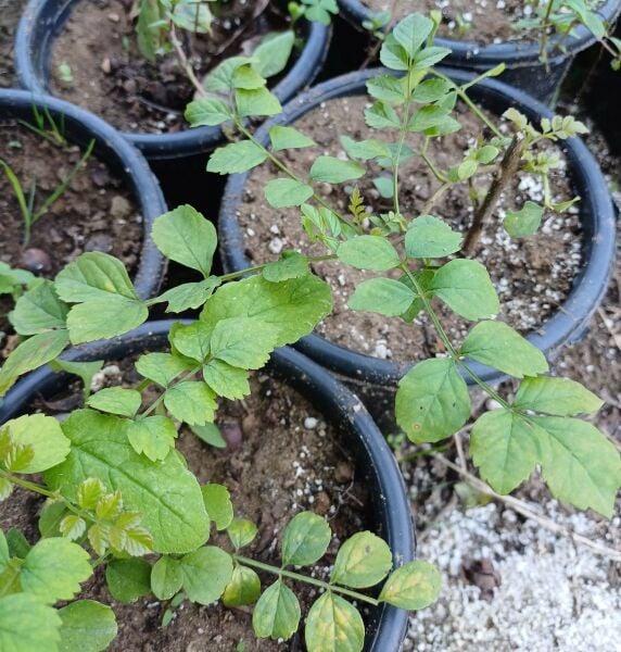 Tecomaria Capensis 0-20 cm