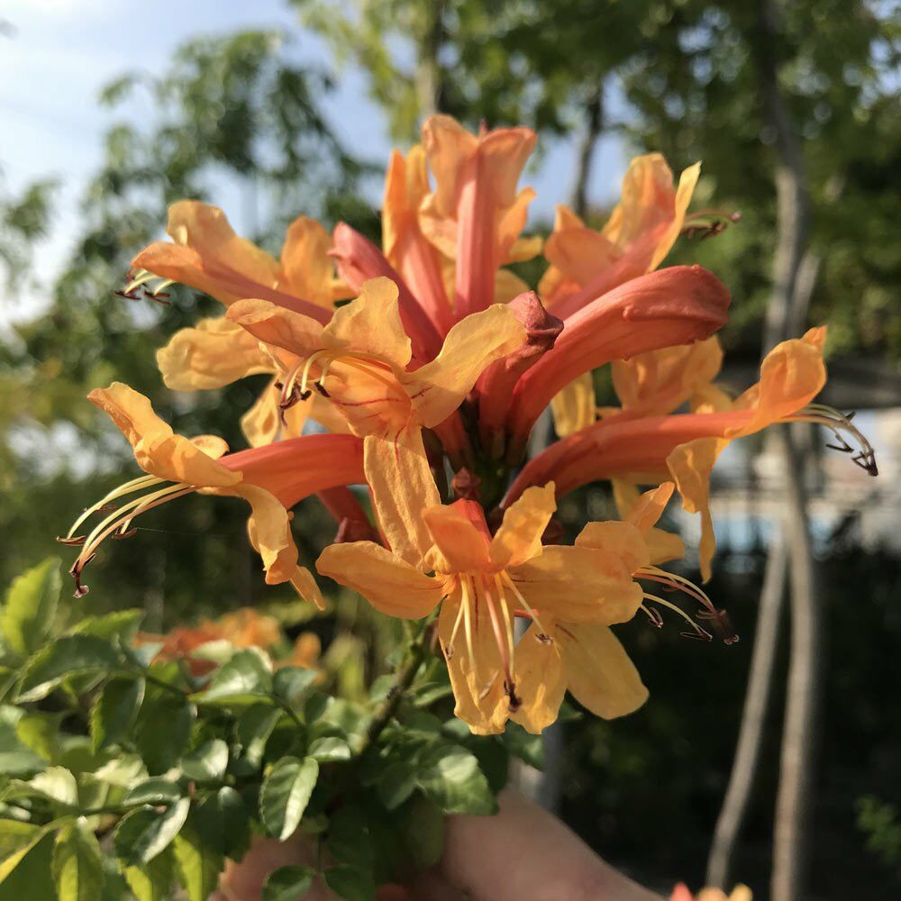 Tecomaria Capensis