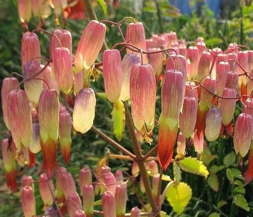 Bryophyllum Pinnatum Kalanchoe