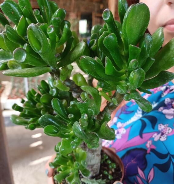 Anaç Fidan Crassula Ovata Gollum - Shrek Kulağı Sukulent - Para Ağacı