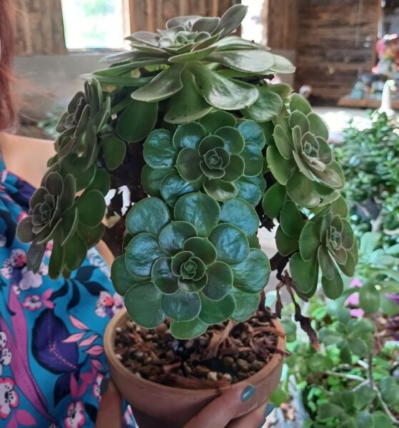 Anaç Bitki Aeonium 'Cyclops' (Dev Aeonium) Sukulent