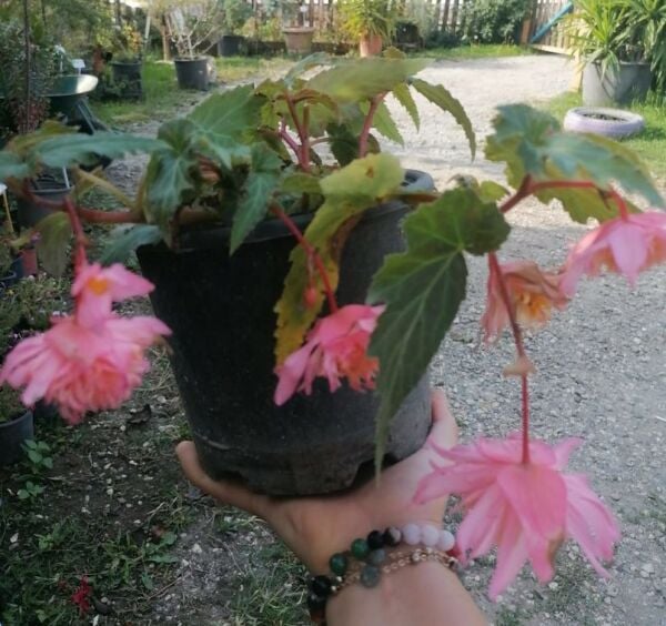 Sarkık Begonya Fidanı 10 cm-Mix