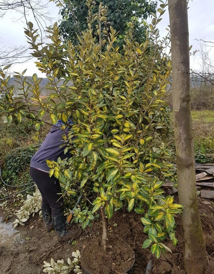 Eleagnus Ebbingei (Alacalı Kış İğdesi ) Fidanı 10 Yaş-250 cm