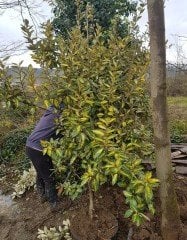 Eleagnus Ebbingei (Alacalı Kış İğdesi ) Fidanı 10 Yaş-250 cm